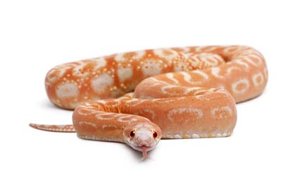 Serpent des blés